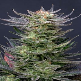 Purple Dream Auto > Kannabia Seeds